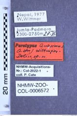 Etikette zu Quasimus wittmeri (Dolin, 1993) (NHMW-ZOO-COL-0006572)